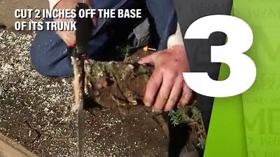 4.3K views · 38 reactions | Keep your Christmas tree from becoming a fire or tipping hazard with these important safety tips. | WebMD | Facebook