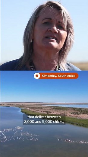 Flamingos lose breeding site to sewage