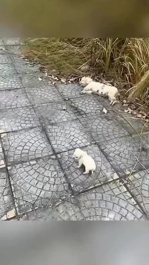 24K views · 534 reactions | The man who saved the abandoned dog and her little puppies #viralvideoシ #cat #virals | Animal Life Unleashed | Facebook