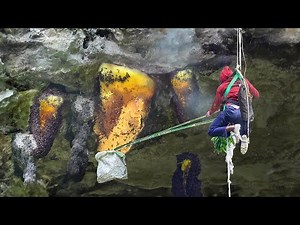 How To Harvest Fresh Honey With Bare Hands On Scary Cliffs