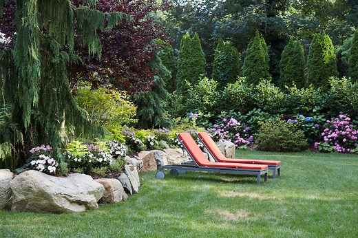 26 Best Evergreen Trees for Privacy and Year-Round Greenery