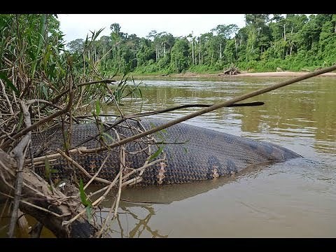 Green Anaconda - World's Biggest Snake