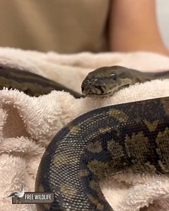 15K views · 388 reactions | This male rock python (Python natalensis)...