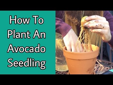 How To Plant An Avocado Tree In Soil - Transplanting An Avocado Seedling From Water To Soil Tutorial