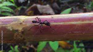 Bullet Ant or Conga Ant (Paraponera clavata). One of the largest ants. Has a very painful sting. Worker foraging in the rainforest understory, Ecuador. Slow MOtion