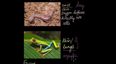 Mechanism of haloform reaction