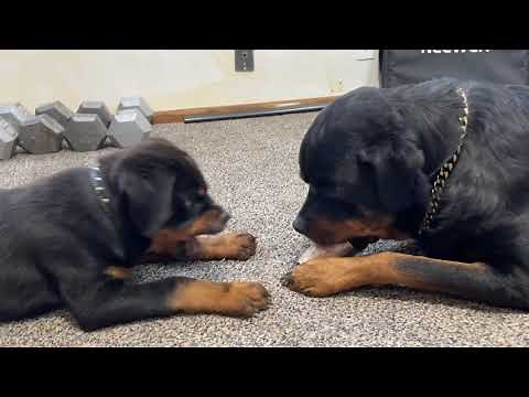 Rottweiler Puppy Learns To Bark