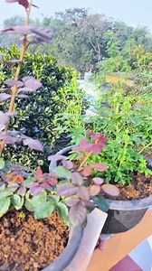 75K views · 1.1K reactions | Essential Rose Care Tips for Beautiful...