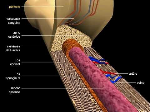 Os, structure d'un os long et du tissu osseux