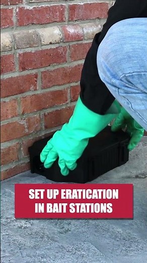 Quick Guide to Getting Rid of Rats this Fall!