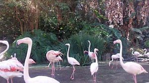 Flamingo, Bird, Colorful. Free Stock Video