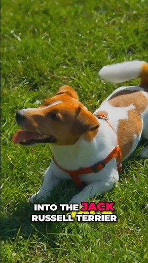 Jack Russell Terriers: Origins, Energy, and Enduring Spirit