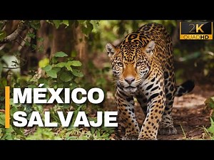 THE JUNGLE OF CHIAPAS | Wildlife in Mexico - Documentary
