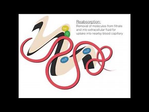 The Process of Osmoregulation