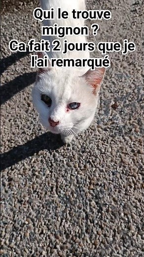 respect chat abandonné les gens sont méchant #chat