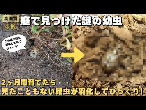 I found a mysterious larva in my garden and raised it for two months, and was surprised to see it...