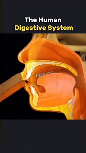 Human digestive System |How it works #3danimation