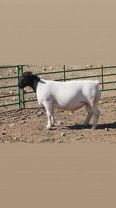 ‼FULL BLOOD BLACK HEAD DORPER SHEEP ‼ RAM‼ LIVESTOCK EXPORTERS SOUTH AFRICA, We are number one exporters of BLACK HEAD DORPER SHEEP ( EWES / FEMALES ), a few of our other Live stocks include; 1.cattle, 2.dairy, 3.sheep, 4rabbits, 5.ostrich, 6.Turkey, 7.Boer Goats And a well-developed poultry and egg industry . On all inquiries on our Premium Quality Livestock, contact; Email: order@livestockexporters.Co.za Call / Text / Whatsapp : 27 (0) 680 718 656 WhatsApp Link: https://wa.me/ 27680718656 Than