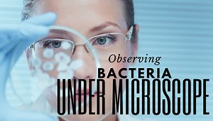 Taking A Look At Bacteria Under The Microscope