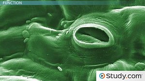 Stomata in Plants | Definition, Purpose & Types - Video | Study.com