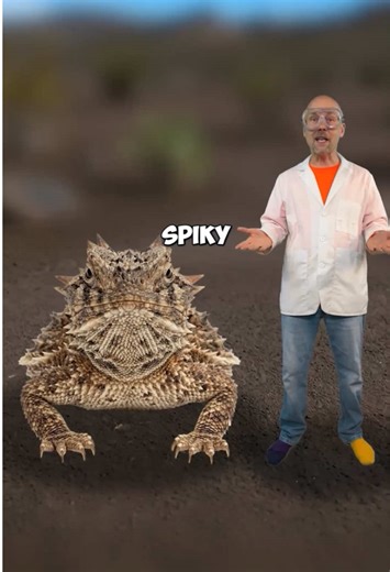 Horned Lizard Defense: Blood, Spines & Skin Drinking