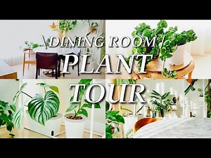 【Plant Tour】ダイニングの観葉植物紹介｜都会のマンションで植物と暮らす｜サトイモ科アロイド中心【ダイニング編】