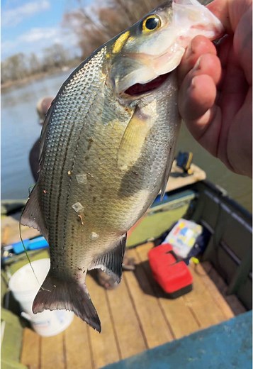 Catch and Cook: A Unique Fishing Dinner Experience