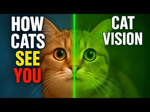 How Cats See YOU (Revealed by Science!)