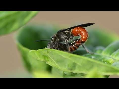 Insect Mating filmed with Micro Lens