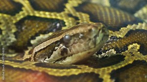 The Burmese python curled up in the zoo. This is a large snake with an average length of 6 meters living in the jungle, feeding on reptiles and mammals