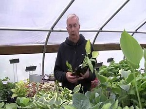 Hosta Plants - See The Size of the Hostas That We Sell