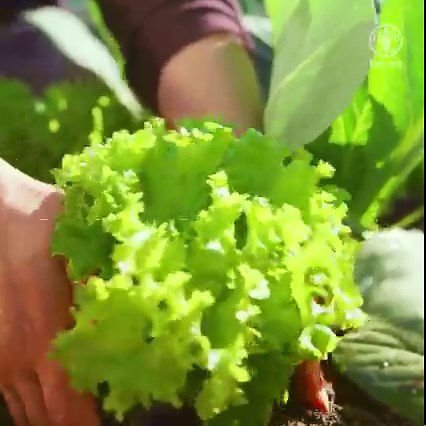 4.3K views · 283 reactions | When it comes to why we need to protect our soils & their nutrition, it's quite simple: Nutrient-deficient soils produce nutrient-deficient plants.... which ultimately lead to people suffering from nutrient deficiencies. #Soils4Nutrition | Food and Agriculture Organization of the United Nations (FAO) | Facebook