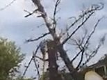 Heart-stopping moment lumberjack is smashed on head by a tree