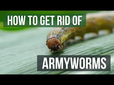 How to Get Rid of Armyworms (4 Easy Steps)