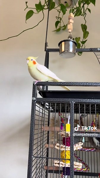 Identifying a Female Cockatiel: Key Characteristics