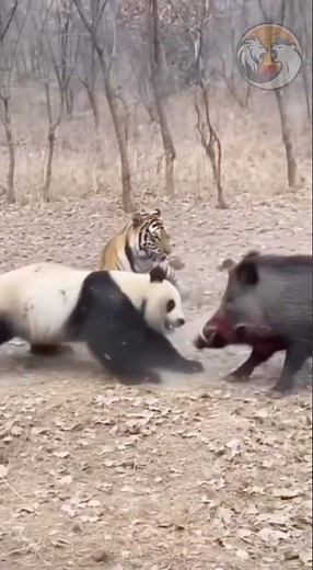 Craziest Animal Fight Compilation
