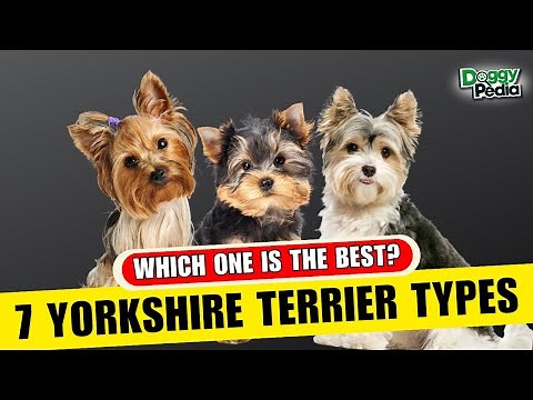 7 Different Types Of Yorkshire Terrier