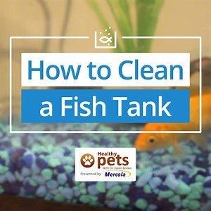 33K views · 313 reactions | Are you caring for freshwater fish at home? Here are simple steps on how to safely and efficiently clean your fish tank. | Dr. Karen Becker | Facebook