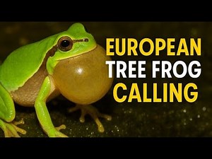 European Tree Frog Calling at Night – Real Croaking Sounds of the Green Tree Frog in HD