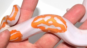 See the snake that smiles back at you