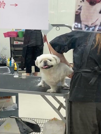 寶寶-剪指甲／剃腳底毛（東森寵物 台中澄清店。）