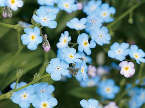 Your Guide to Forget-Me-Nots