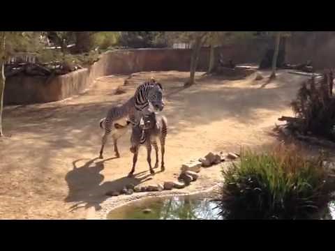Zebra mating at LA Zoo
