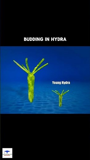 Budding In Hydra | #shorts