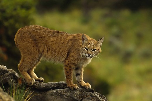 8 Sounds Bobcats Make and What Each Means