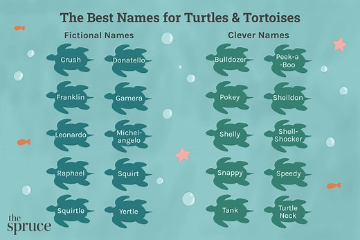 205 Perfect Names for Your Pet Turtle or Tortoise