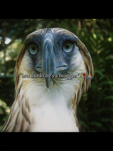 Philippine Eagle Behavior Insights and Fun Facts