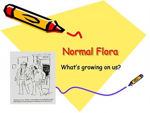 PPT - Normal Flora PowerPoint Presentation, free download - ID:6597076