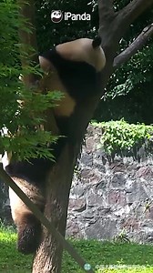 50K views · 10K reactions | Checking whether Mr. Tree is growing stronger is an important job for the pandas. They take the work so seriously. (Xi Yue & En En) #HiPanda #PandaMoment #CCRCGP | iPanda | Facebook