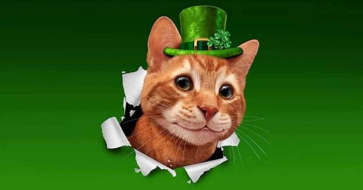 65  Irish Cat Names (Unique Cultural Ideas)